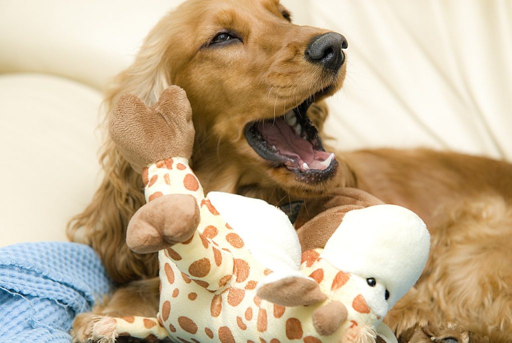 Cocker Spaniel