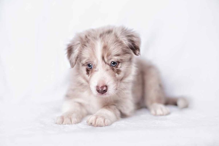 7 couleurs de pelage rares chez les chiens