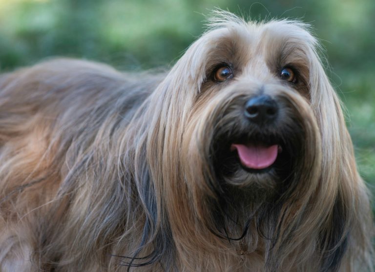Les races de chiens qui aboient le moins souvent