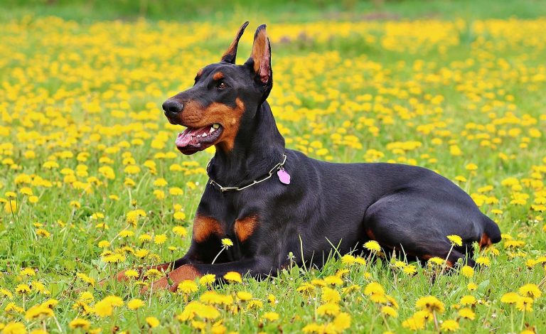 Les plus belles races de chiens à poils courts