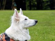 Les races de chiens qui sont souvent utilisées comme chiens guides pour les personnes malvoyantes berger blanc suisse