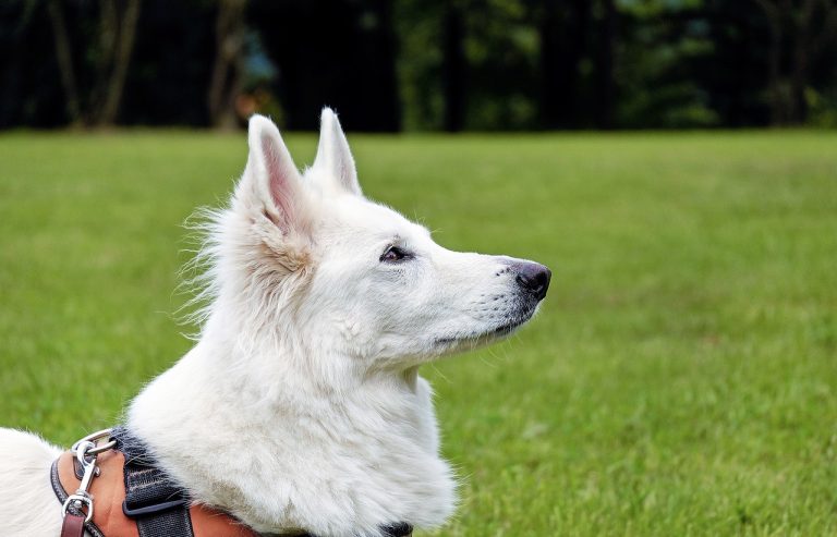 Les races de chiens qui sont souvent utilisées comme chiens guides pour les personnes malvoyantes