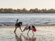 Les races de chien qui ont le meilleur sens du jeu chien qui joue