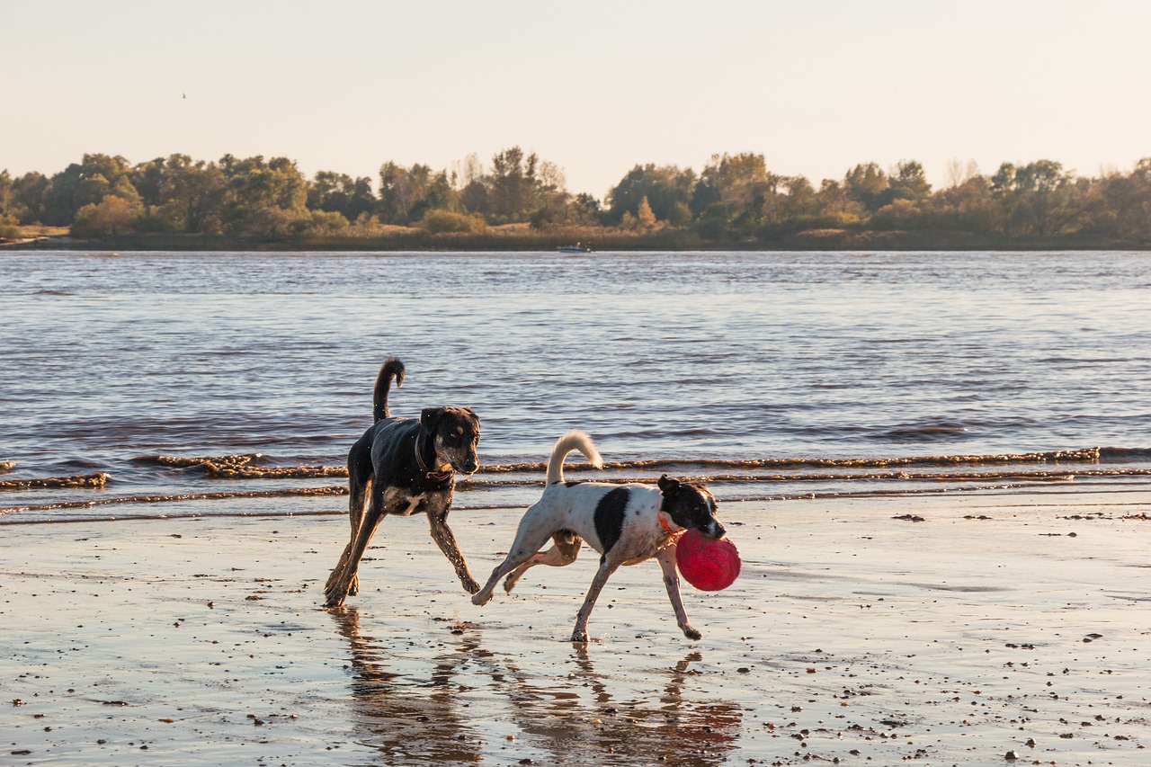 Les races de chien qui ont le meilleur sens du jeu