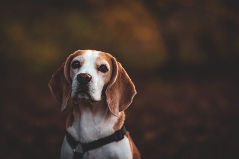Ces 8 races de chien ont horreur de recevoir des ordres
