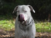 Les races de chiens qui bavent le plus Dogue argentin