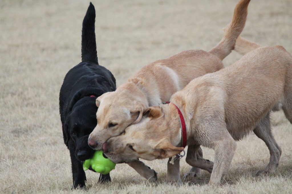 Labrador Retriever