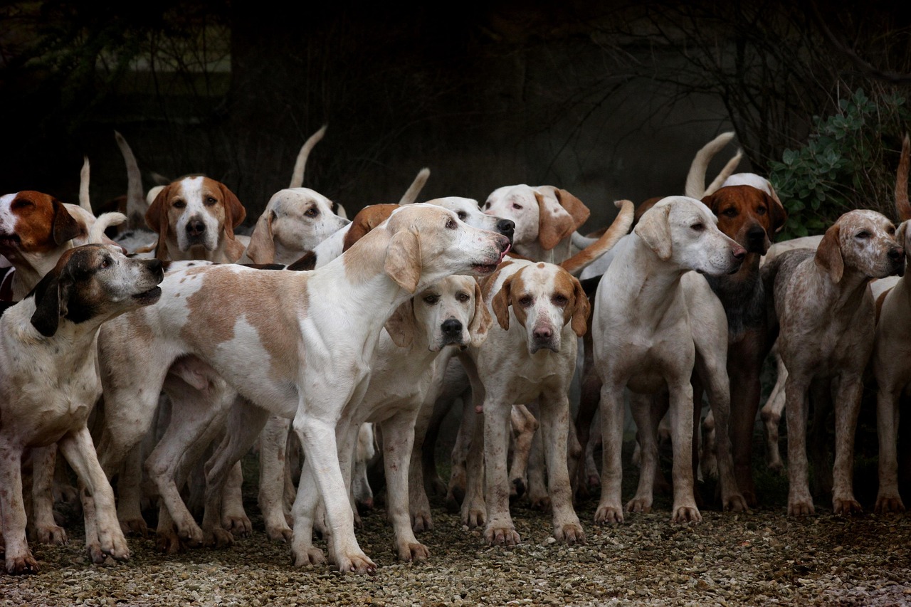 troupe de chiens