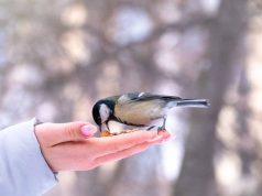 Faut-il donner à manger aux oiseaux de nos jardins en hiver ? Quand et comment le faire ?