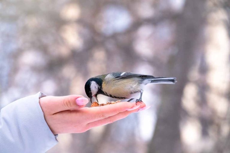 Faut-il donner à manger aux oiseaux de nos jardins en hiver ? Quand et comment le faire ?