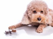 Pourquoi est-il déconseillé de donner du chocolat à son chien? donner du chocolat à son chien