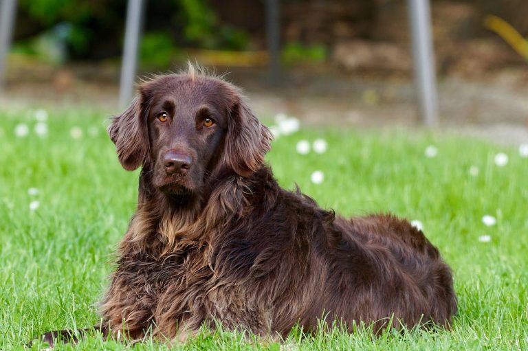 Les plus belles races de chiens à poils longs