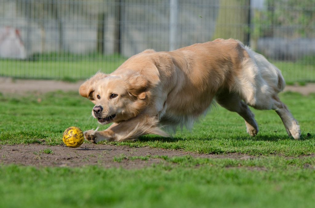 Golden Retriever