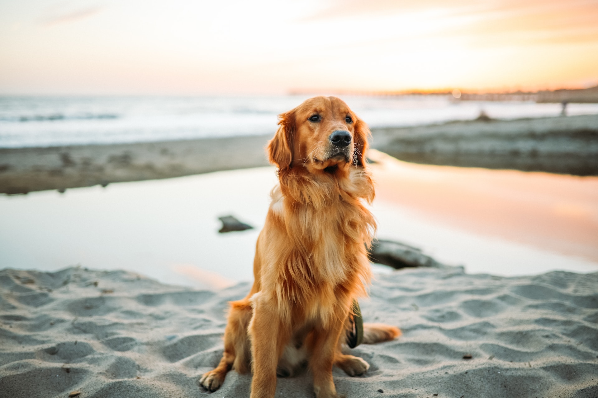 chien qui apprécie la plage