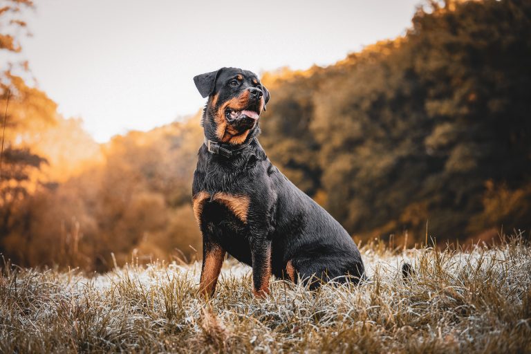 Les races de chiens souvent considérées comme dangereuses