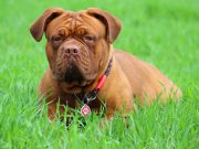 Les meilleures races de chien de garde, qui vont défendre votre foyer