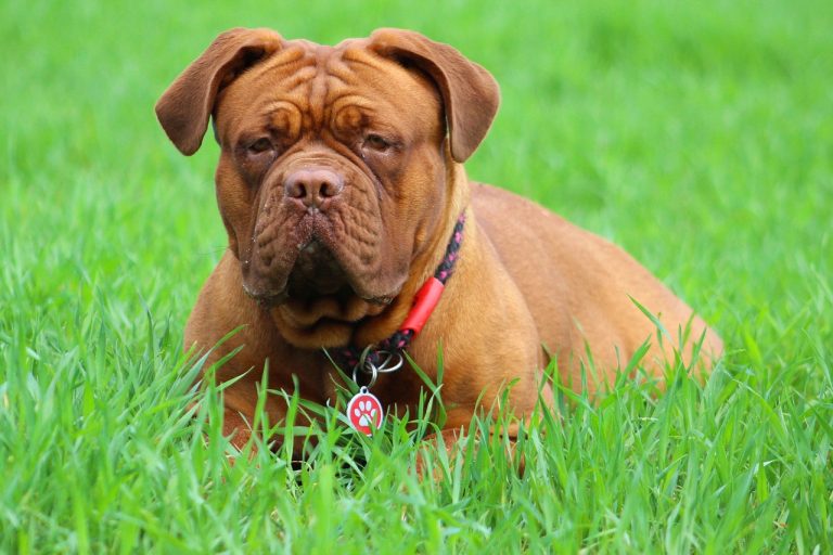 Les meilleures races de chien de garde, qui vont défendre votre foyer