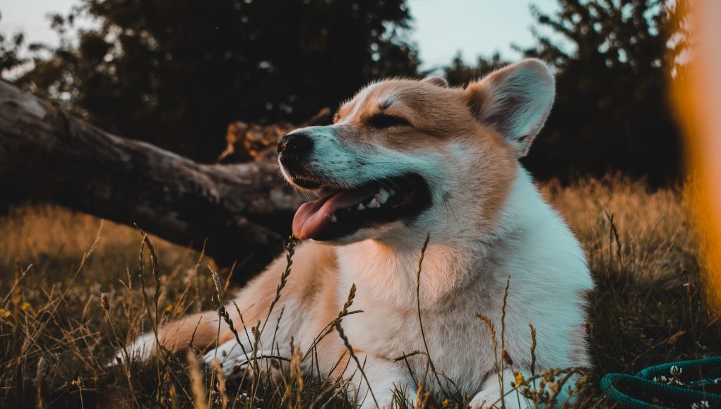 Welsh Corgi Pembroke