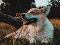 Les pouvoirs cachés du Welsh Corgi Pembroke : 5 choses que vous ignorez sur cette race Welsh Corgi Pembroke
