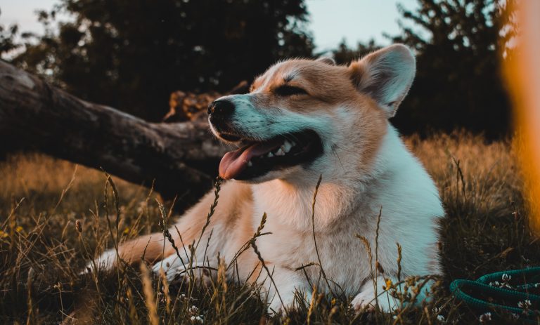 Les pouvoirs cachés du Welsh Corgi Pembroke : 5 choses que vous ignorez sur cette race