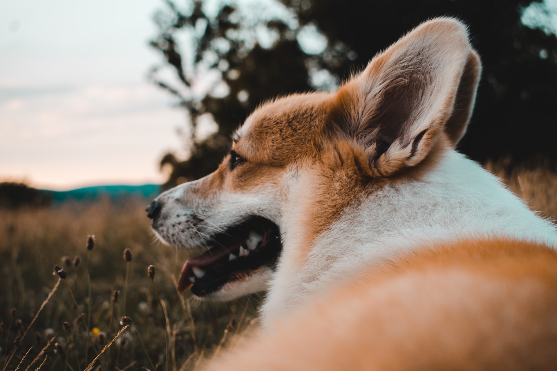 Welsh Corgi Pembroke