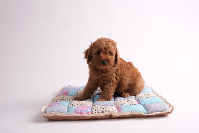 Les races de chiens les plus petites du monde, mais avec un grand coeur