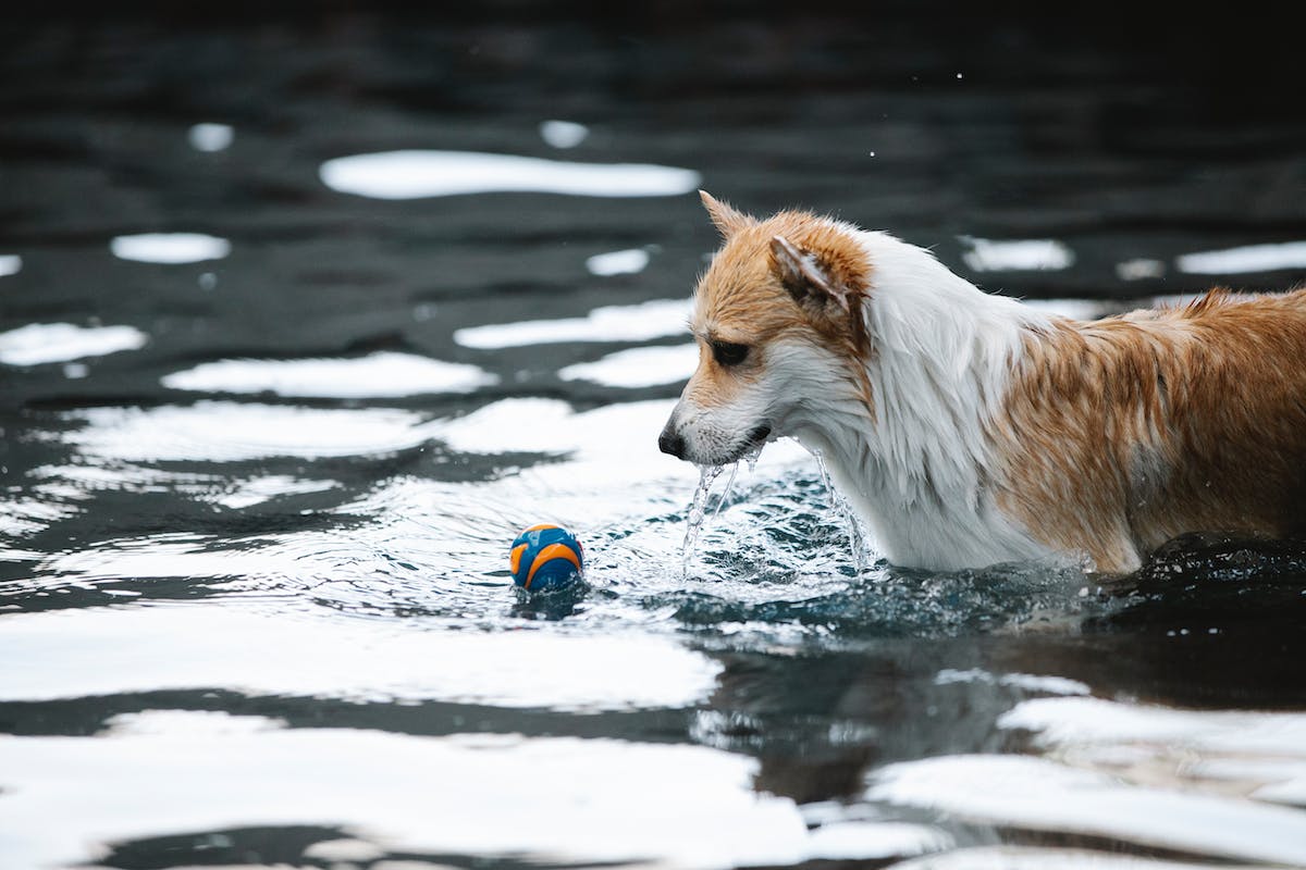 Welsh Corgi Pembroke