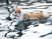 Les 6 races de chiens qui aiment le plus l’eau chiens qui aiment le plus l'eau