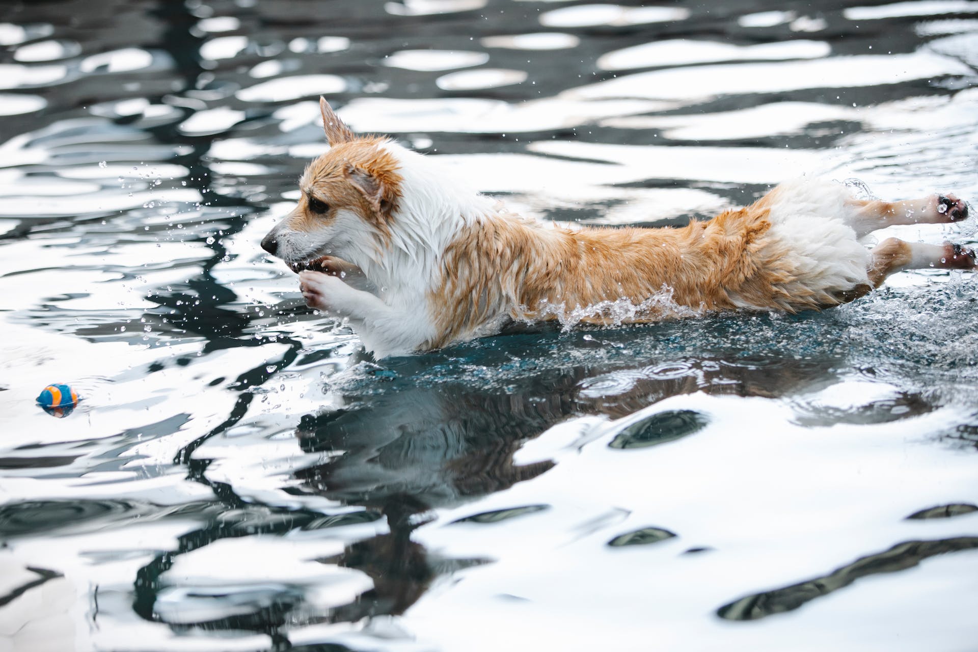 chiens qui aiment le plus l'eau