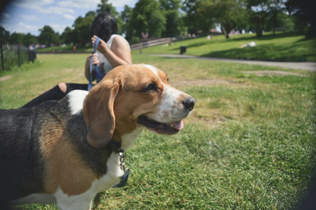 le Beagle