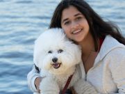 Ces races de chien ont une très faible odeur corporelle Bichon Frisé