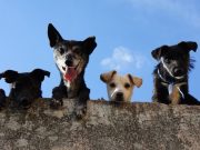 Les chiens qui aiment les sports extrêmes : surf, skate, escalade… Chiens qui regardent