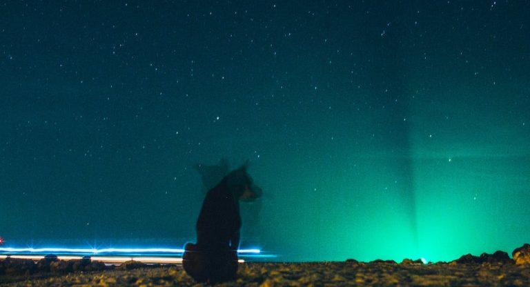 Les races de chien qui sont les plus actives la nuit