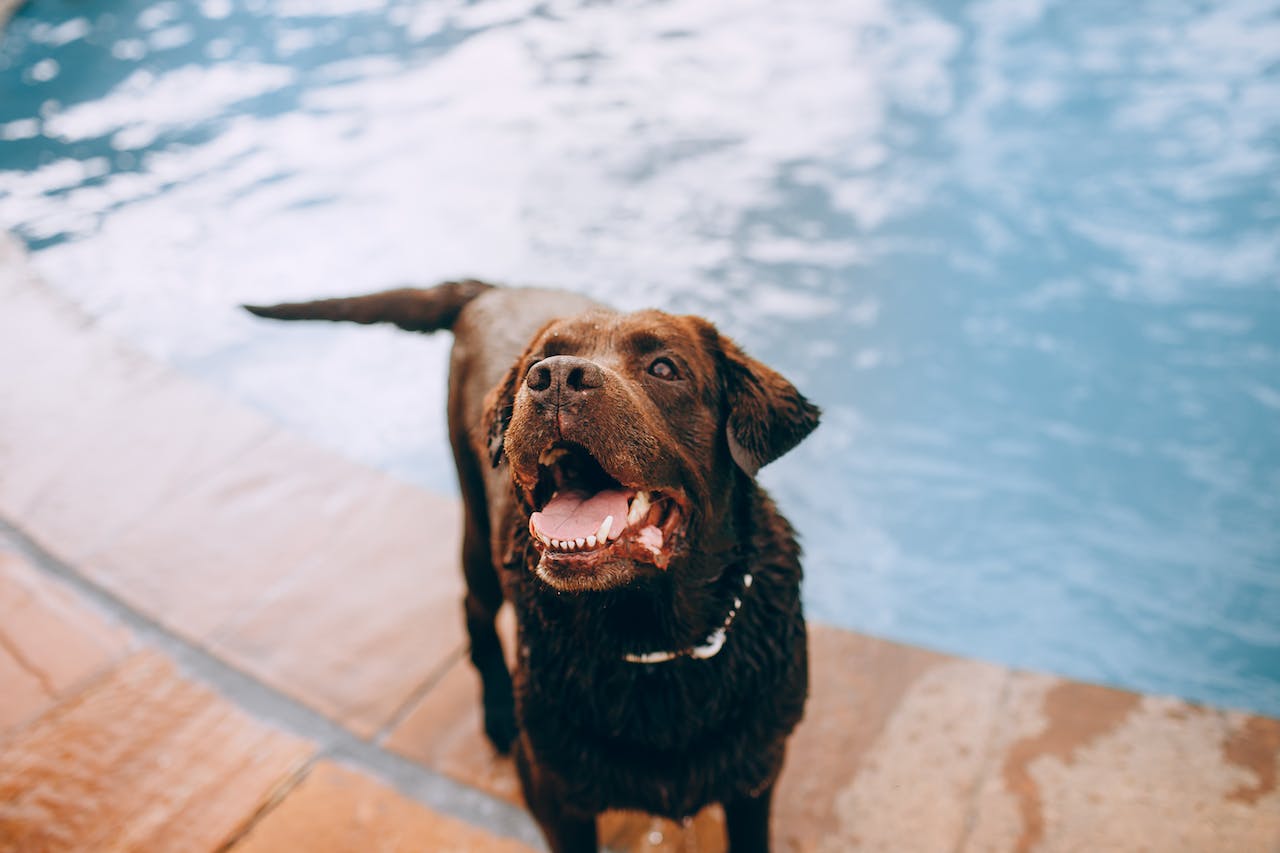 Le Labrador Retriever qui nage