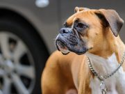 7 qualités admirables de la race de chien du Boxer Le Boxer