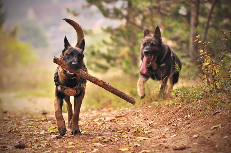 Les races de chiens qui sont les plus endurantes physiquement