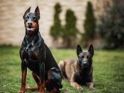 Les races de chiens qui ont le plus de flair instinct de protection