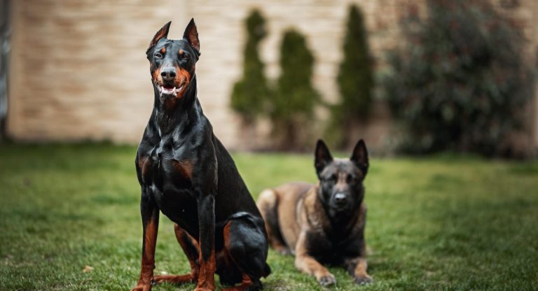 Les races de chiens qui ont le plus de flair
