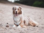 Quels sont les signes astrologiques du chien et quels sont leurs caractères ? Berger Australien