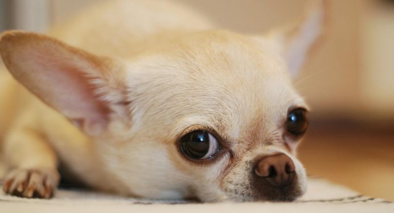Les races de chiens qui sont de loin les plus grincheux