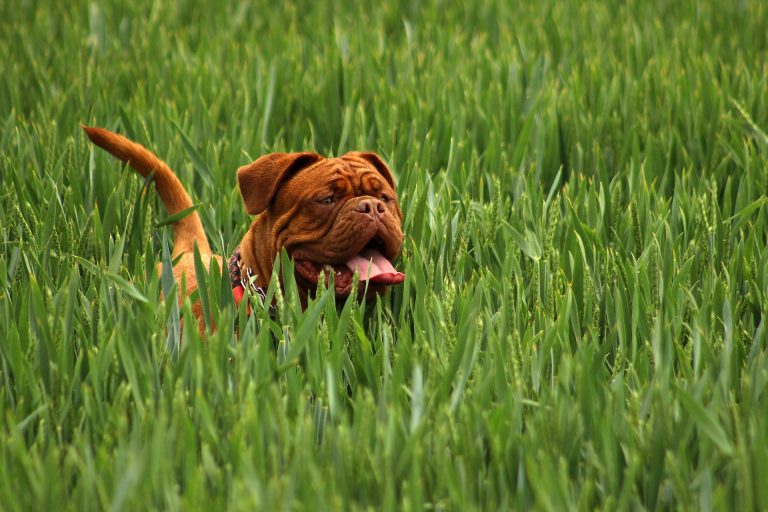 Les chiens aux durées de vie courtes, mais à l’amour infini