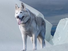 Les races de chien qui sont liées à des légendes et mythes, chiens et mystère husky sibérien