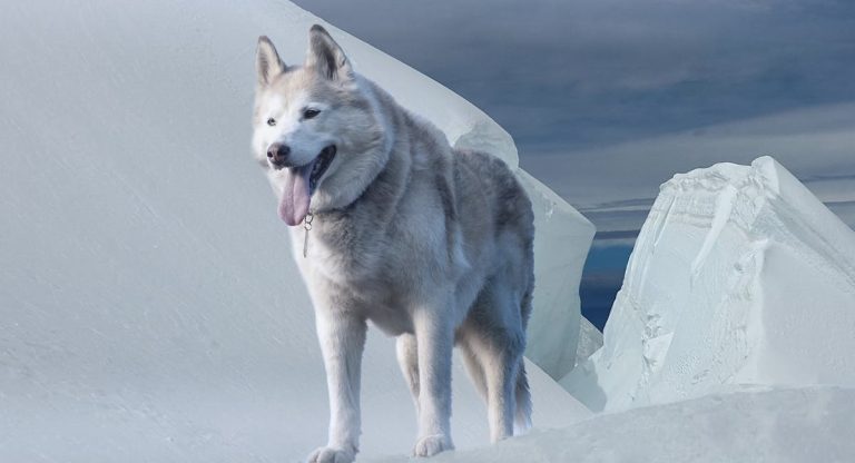 Les races de chien qui sont liées à des légendes et mythes, chiens et mystère