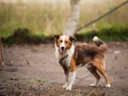 Les races de chiens les plus sournoises chiens les plus sournois