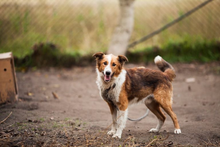 Les races de chiens les plus sournoises