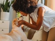 6 gestes d’amour à offrir à votre chien au quotidien Labrador Retriever