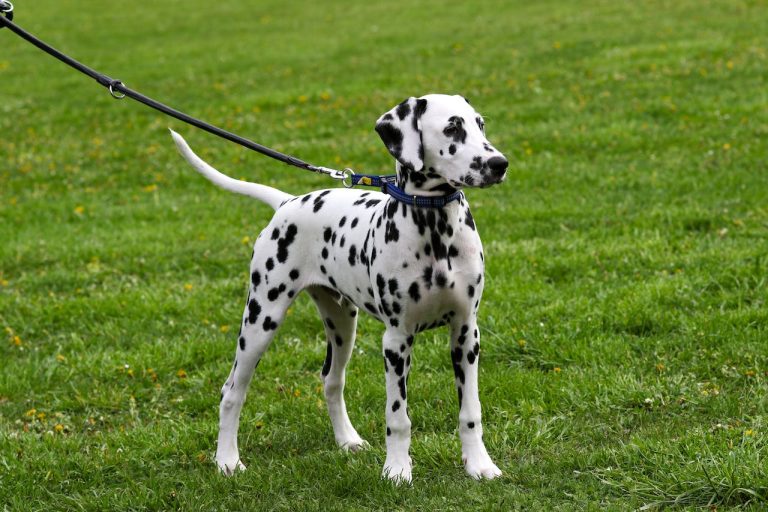 Les plus belles races de chiens au monde, qui captivent par leur beauté