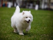 Les qualités qui font du Samoyède une race exceptionnelle