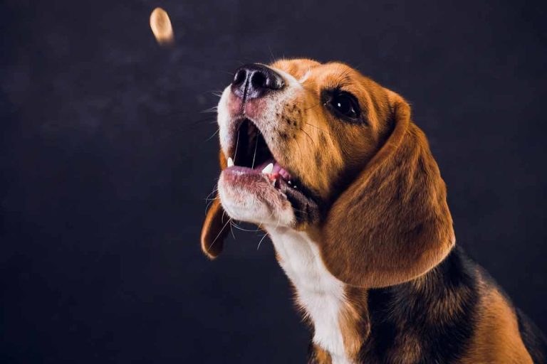 Les races de chiens qui aboient beaucoup