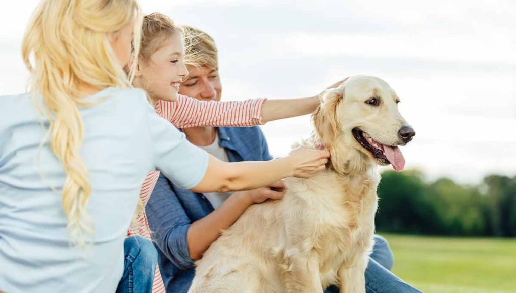 races de chiens les plus adaptées aux familles